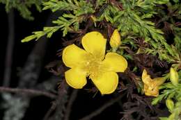 Image de Hypericum laricifolium Juss.