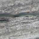 Image de Dendrelaphis philippinensis (Günther 1879)