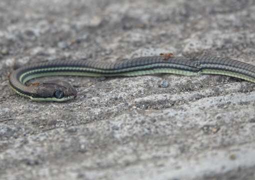 Dendrelaphis philippinensis (Günther 1879) resmi