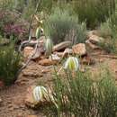 Image of Albuca leucantha U. Müll.-Doblies