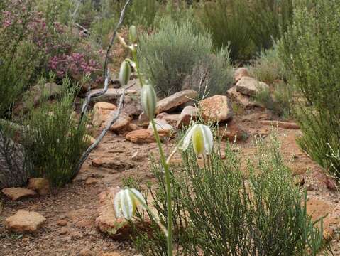 Image of Albuca leucantha U. Müll.-Doblies