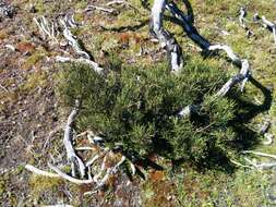 Image of Hakea microcarpa R. Br.