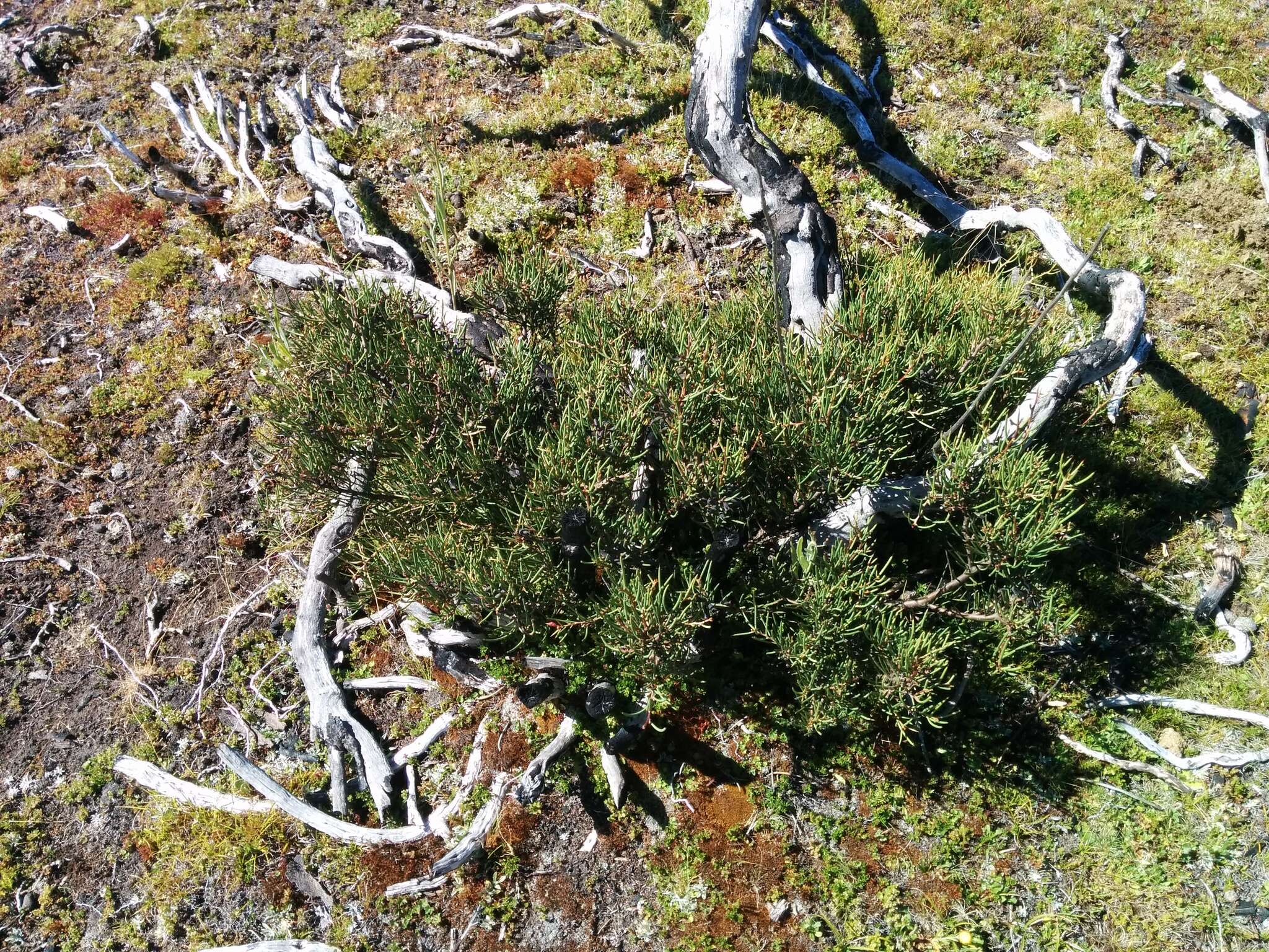 Image of Hakea microcarpa R. Br.