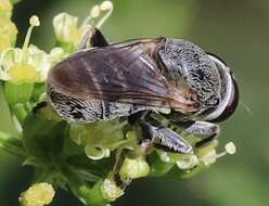 Image of Myolepta aurinota (Hine 1903)