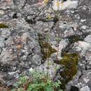 Image of reddish cinquefoil