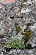 Image of reddish cinquefoil