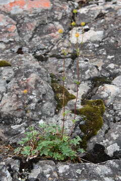 Image of reddish cinquefoil