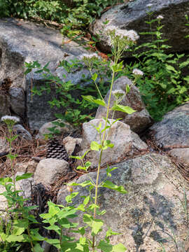 Image of Eupatorium cannabinum subsp. corsicum (Loisel.) P. Fourn.