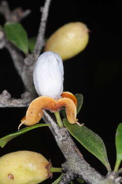 Image de Monteverdia spinosa (Griseb.) Biral