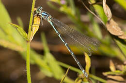 Imagem de Caliagrion billinghursti (Martin 1901)