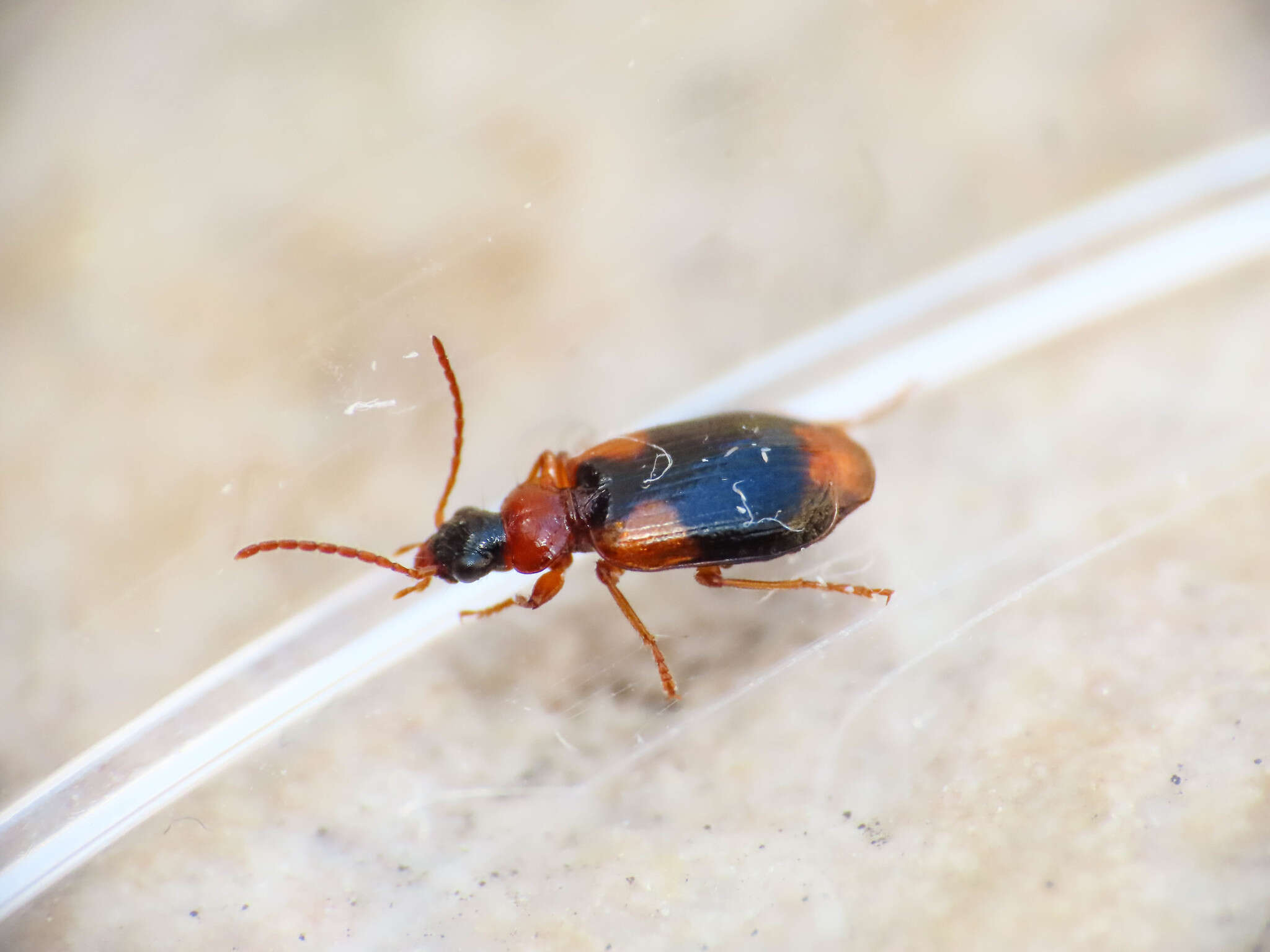 Image of Lebia (Lebia) humeralis Dejean 1825