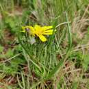 Image of Podospermum canum C. A. Mey.