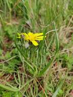 Image of Podospermum canum C. A. Mey.