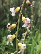 صورة Caulanthus coulteri (A. Gray ex S. Watson) S. Watson