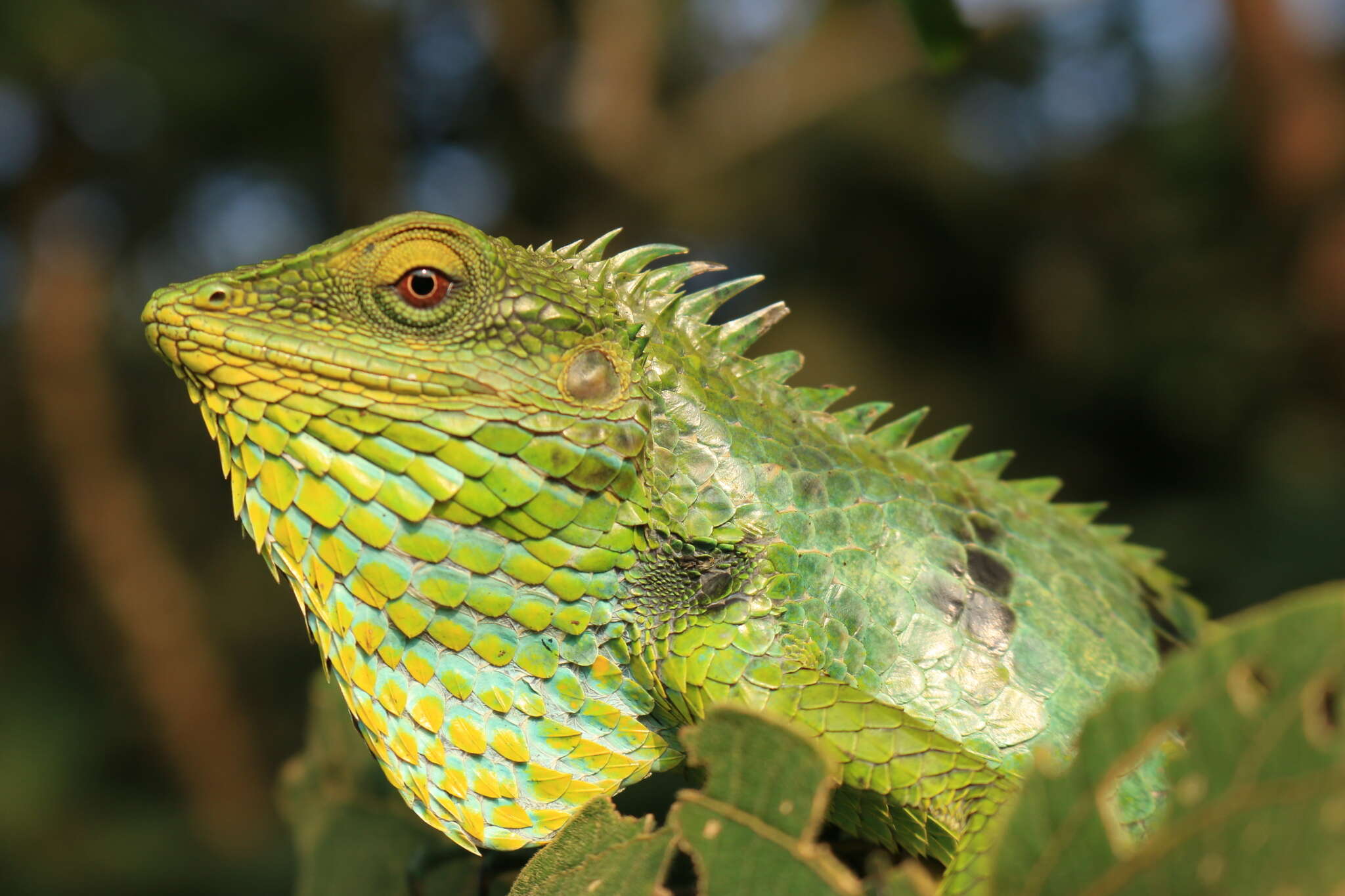 Image of Big Scaled Variable Lizard