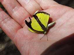 Imagem de Eurema nicevillei (Butler 1898)