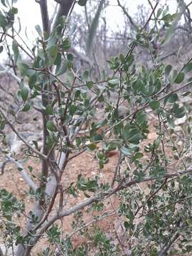 Image of Diospyros intricata (A. Gray) Standl.