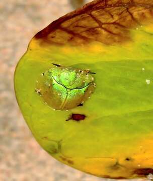 Aspidimorpha (Megaspidomorpha) puncticosta Boheman 1854 resmi