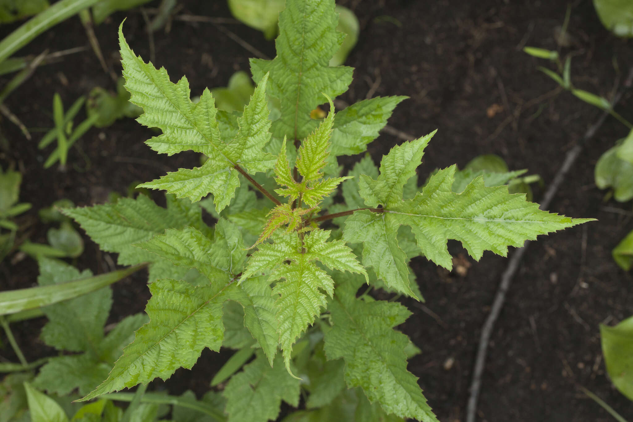 Слика од Rubus crataegifolius Bunge