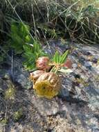 Sivun Pachycarpus grandiflorus (L. fil.) E. Mey. kuva