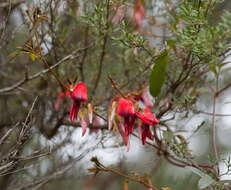 Image of Kennedia rubicunda Vent.