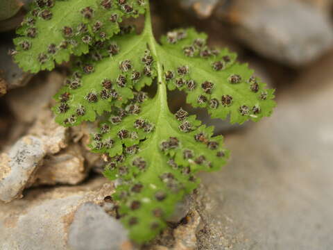 Image of New Mexico cliff fern