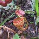 Image of Nepenthes pitopangii Chi. C. Lee, S. McPherson, Bourke & M. Mansur