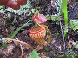 Image of Nepenthes pitopangii Chi. C. Lee, S. McPherson, Bourke & M. Mansur