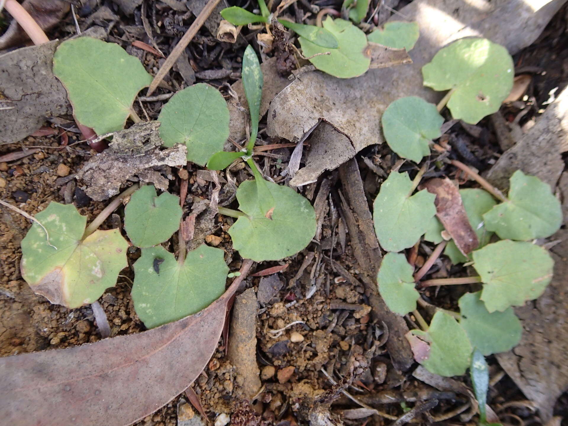 Imagem de Hydrocotyle jacksonii M. Hiroe