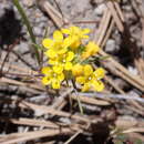 Image de Navarretia prolifera subsp. lutea (Brand) Mason