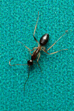 Image of <i>Camponotus elegans</i>