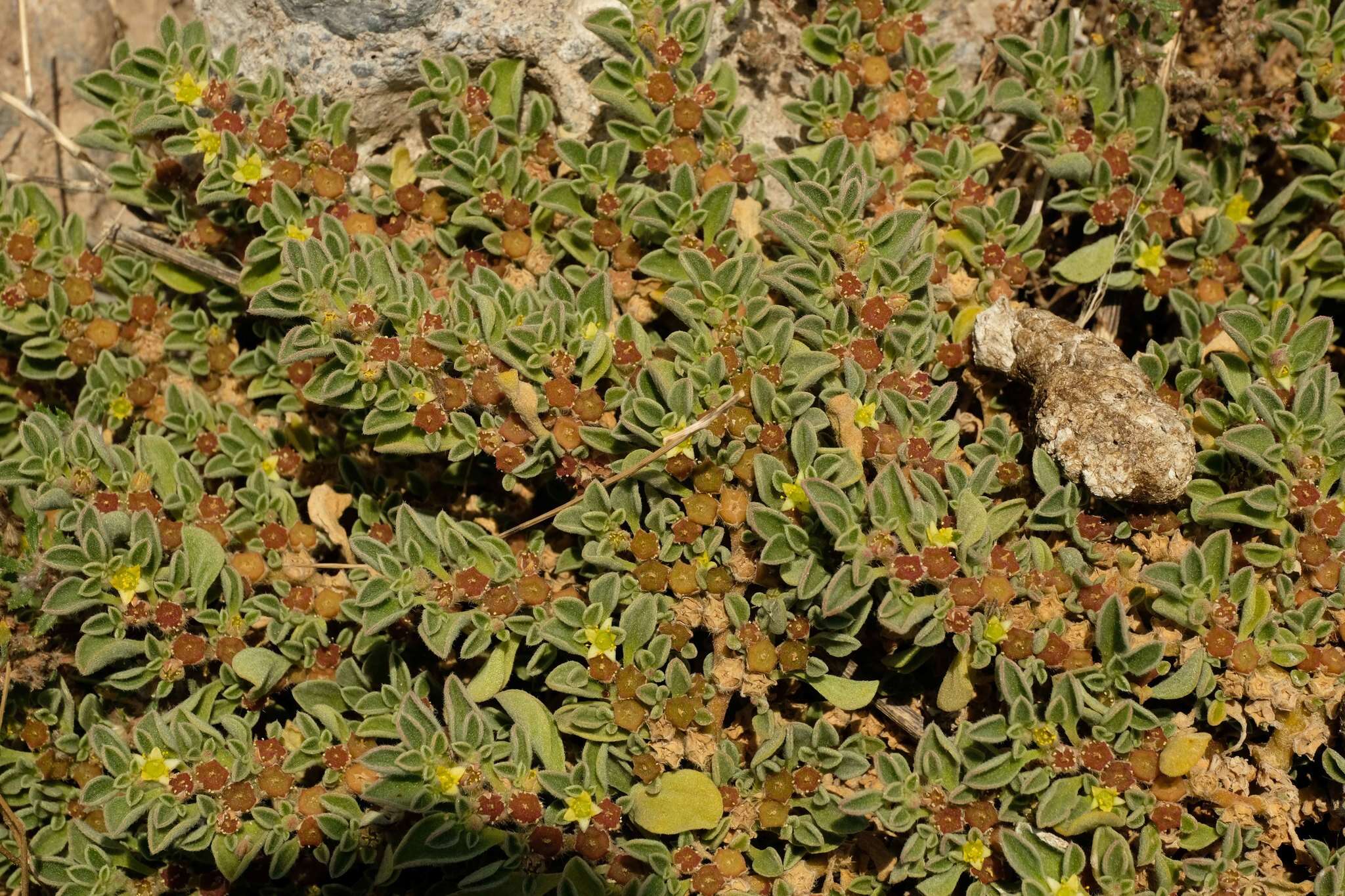 Image of Purslane-leaved aizoon