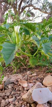 Sivun Datura leichhardtii F. Müll. kuva