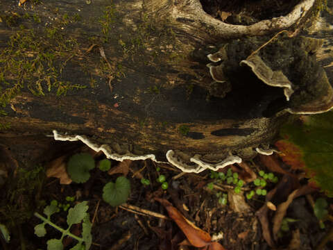 Image of Porostereum spadiceum (Pers.) Hjortstam & Ryvarden 1990