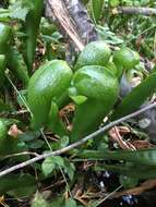 Image of California Pitcher Plant