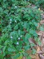 Plancia ëd Ageratum gaumeri B. L. Rob.