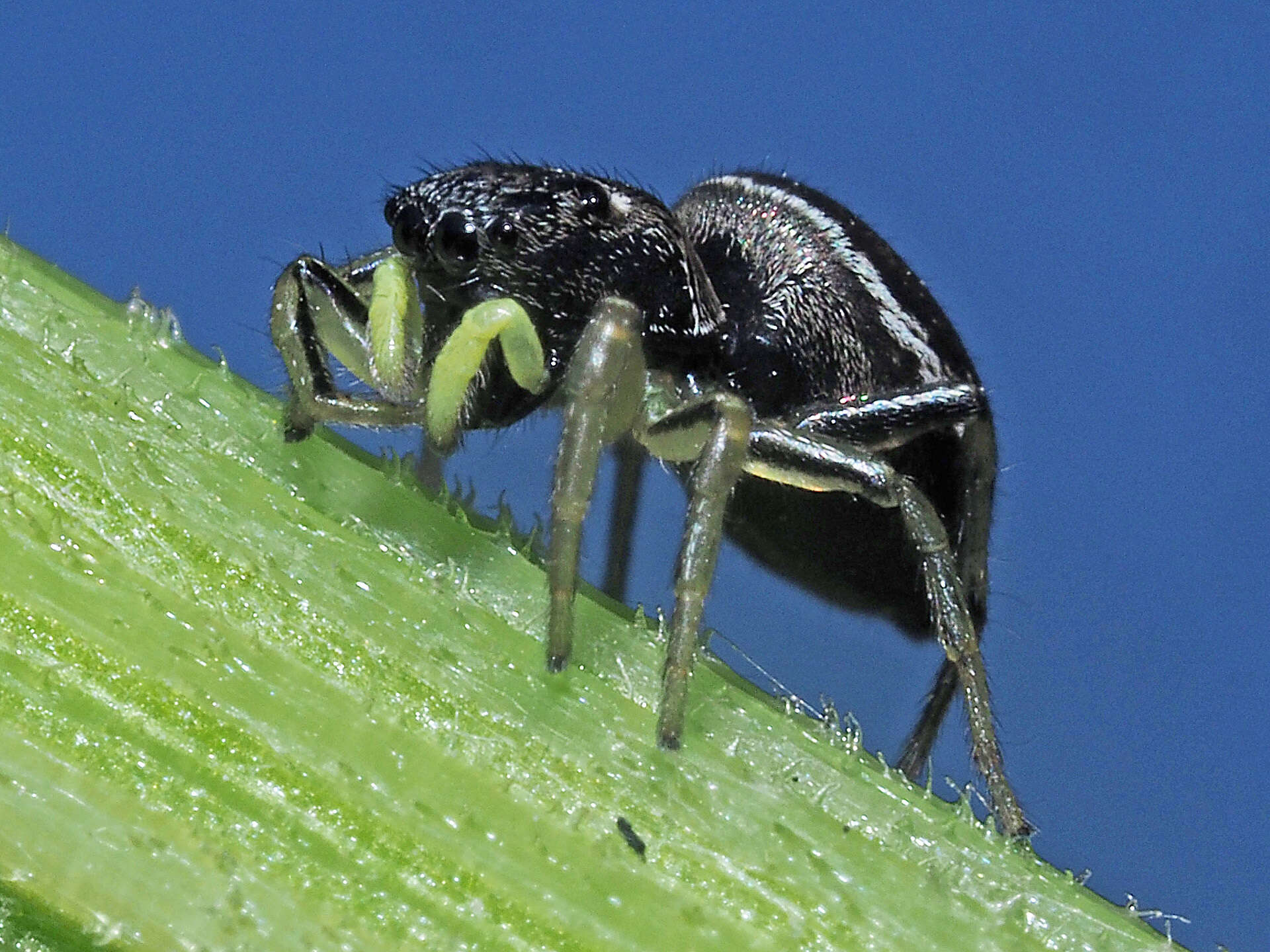 Image of Heliophanus cupreus (Walckenaer 1802)