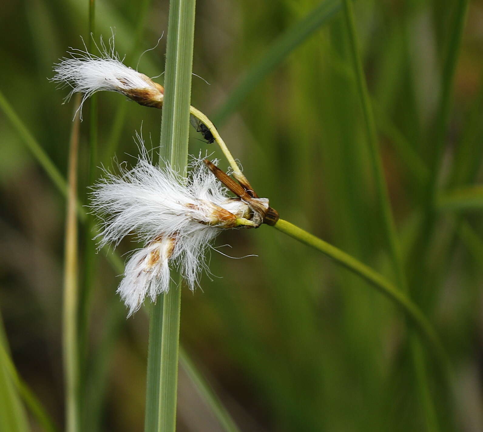 Image of slender cottongrass