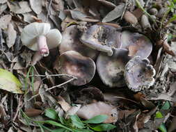 صورة Russula violeipes Quél. 1898