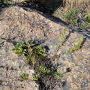 Image of Artemisia littoricola Kitam.
