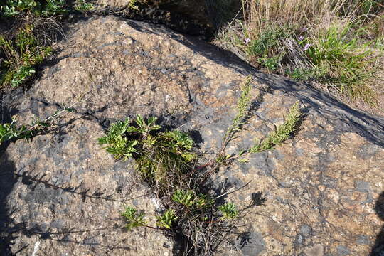 صورة Artemisia littoricola Kitam.