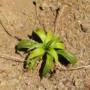 Imagem de Plantago malato-belizii Lawalree