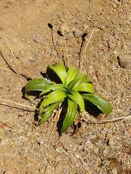 Plantago malato-belizii Lawalree的圖片