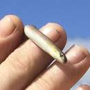 Image of Striped Legless Lizard