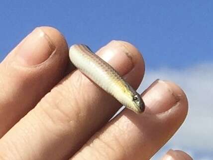 Image of Striped Legless Lizard