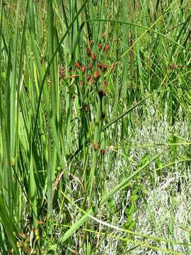 Image of Hypericum lalandii Choisy