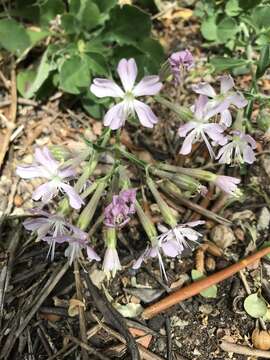 Image of Silene tomentosa Otth