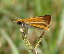 Image de Copaeodes minima Edwards 1870