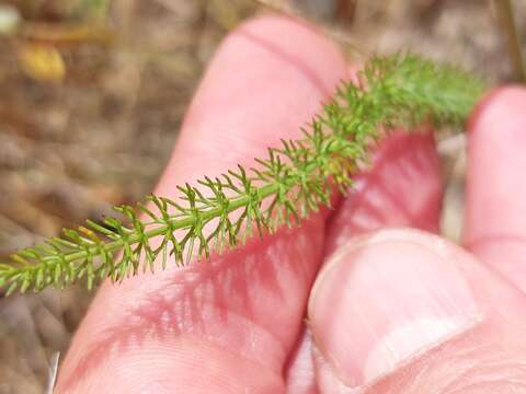 Image of Carum verticillatum (L.) W. D. J. Koch