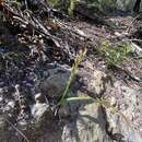 Image of Ornithogalum concinnum Salisb.